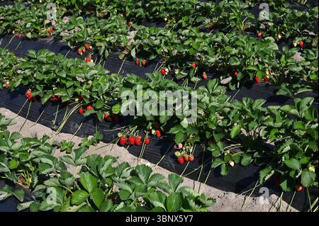Erdbeerfeld mit Reifen roten Beeren am sonnigen Tag. Stockfoto
