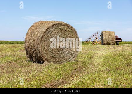 Großer runder Heuballen auf dem Feld nach dem Pressen. Heuzucht, Tierfutter und Futtermittelproduktion. Stockfoto