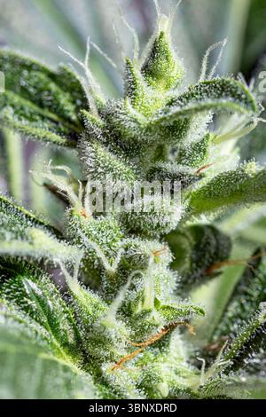 Trichome auf der Blüte einer weiblichen, erntefähigen Cannabispflanze Stockfoto