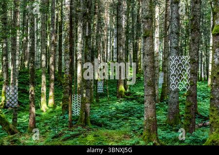 Naturkunstwerk 'Durchblick' von Susanne Ruoff aus Deutschland. Dünne Panels mit Blumen- und naturinspirierten Ornamenten hängen frei zwischen Bäumen. Land Art Path Gerschnialp in Engelberg 2025 Weiße, gemusterte Kunstinstallationen hängen zwischen moosbedeckten Bäumen in einem Farnwald auf der Gerschnialp bei Engelberg, Obwalden, Schweiz. Diese Installationen blockieren den Blick und zeigen gleichzeitig den Blick auf die Natur und sind Teil der Landart-Ausstellung auf der Gerschnialp, Engelberg, Obwalden, Schweiz Stockfoto