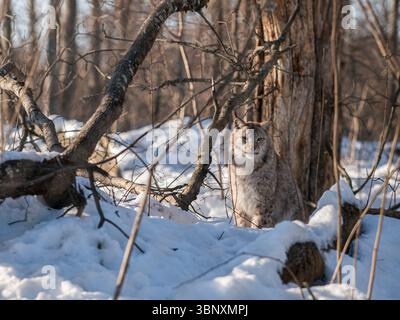 Eurasischer Luchse (Lynx Luchse) sitzt im verschneiten Wald, Elistvere Animal Park, Estland. Majestätische Wildkatze im natürlichen Winterhabitat. Stockfoto