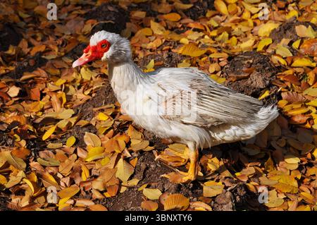 Moschusente steht im Herbst auf gefallenen Blättern Stockfoto