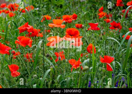 Poppies in vibrant red color flourish in a green meadow during springtime. The flowers sway gently in the breeze, surrounded by fresh grass and other Stockfoto