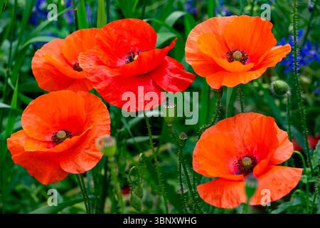 Leuchtende Mohnblumen blühen in einer farbenfrohen Gartenumgebung und präsentieren ihre leuchtend orangen Blütenblätter unter dem klaren Himmel. Diese lebhafte Szene fängt das essen ein Stockfoto