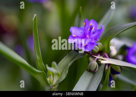 Zarte lila Blumen zeigen leuchtende Blütenblätter inmitten üppig grüner Blätter. Sonnenlicht verstärkt ihre Farben und schafft eine ruhige Atmosphäre im Garten. Stockfoto