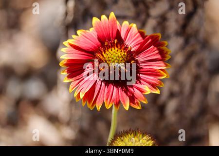 Nahaufnahme einer Feuerradblume mit einer kleinen Einzelbiene, die sich an ihr in Clarkdale, Arizona, ernährt. Stockfoto