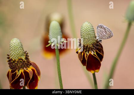 Marine Blue oder Leptotes Yachthafen, die sich an einem Koneflower im Green Valley Park in Payson, Arizona, ernähren. Stockfoto