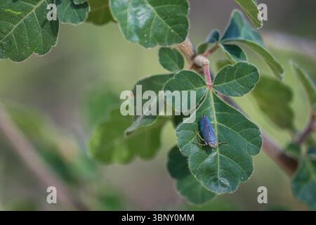 Ein winziger Blatthopper oder Harasupia Snowi auf einem Sumakblatt am Cypress Trail in Payson, Arizona. Stockfoto