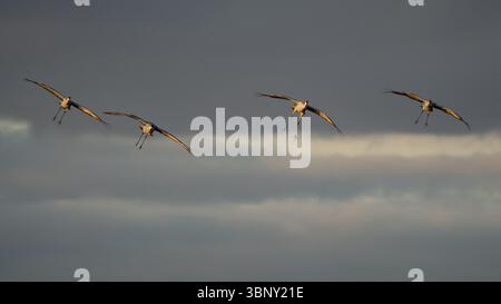 Vier Sandhügelkrane im Flug bei Sonnenuntergang während der Herbstwanderung. Stockfoto