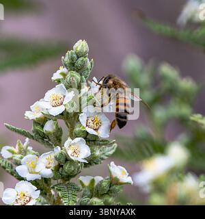 Honigbiene (Apis Mellifera) Stockfoto
