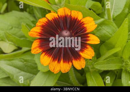 Rudbeckia „Toto Rustic“ Stockfoto