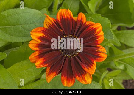 Rudbeckia „Toto Rustic“ Stockfoto