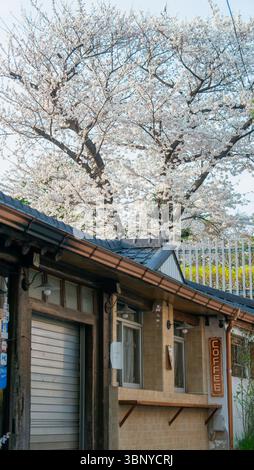Seoul, Südkorea - 10. April 2025: Ein malerischer Blick auf Kirschblüten in voller Blüte über einem traditionellen koreanischen Haus in Bukchon Hanok Village. Die Stockfoto