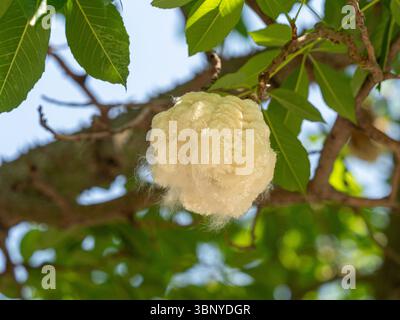 Eine einzelne flauschige weiße Kapoksamenschote, die Frucht des Seidenfloss Tree (Ceiba speciosa), die durch die grünen Blätter in Barcelona, Spanien, gesehen wird. Stockfoto
