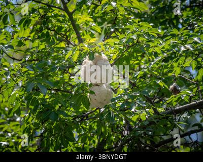 Zwei flauschige weiße Kapok-Samenkapseln hängen zwischen dem dichten grünen Laub eines Seidenfloss Tree (Ceiba speciosa) in Barcelona, Spanien. . Stockfoto