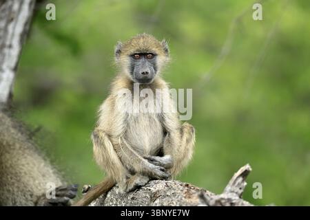 Bär Pavian, Tschakma Pavian (Papio ursinus), Jungtier, sitzend, auf dem Boden, aufmerksam, entspannt, Kruger, Kruger Nationalpark, Südafrika, Afrika Stockfoto