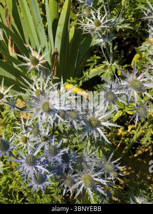 Pyrenäendistel, stechpalme aus dem Mittelmeer, Distel (Eryngium bourgatii) Stockfoto