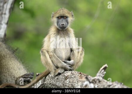 Bär Pavian, Tschakma Pavian (Papio ursinus), Jungtier, sitzend, auf dem Boden, aufmerksam, entspannt, Kruger, Kruger Nationalpark, Südafrika, Afrika Stockfoto