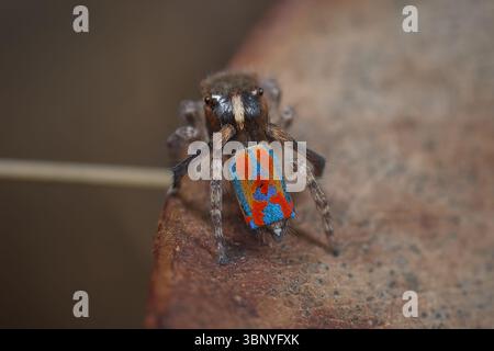 Eine männliche Pfauenspinne (Maratus clupeatus) in seinen Brutfarben für die Saison 2025. Stockfoto
