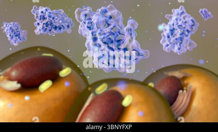 Ein 3D-Rendering von streuenden Leptinmolekülen und Adipozyten- oder Fettzellen, die ihre Rolle im Stoffwechsel und bei der Energieregulierung veranschaulichen. Stockfoto