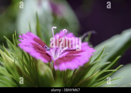 Makrofoto mit leuchtenden rosafarbenen Blüten und zarten Staubblättern einer dianthus-Blüte in voller Blüte Stockfoto