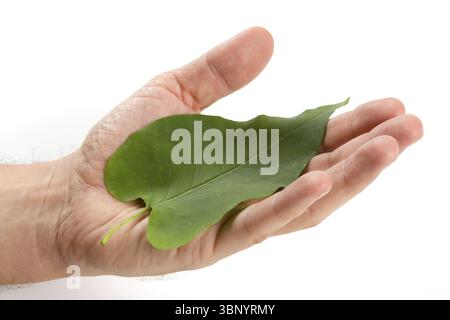 Grünes Blatt liegt auf der Palme isoliert auf weißem Hintergrund Stockfoto