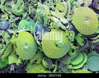 Cokkolithen. Rasterelektronenmikrographie (REM) von Coccolithen aus Coccolithophores. Coccolithophore-Algenorganismen sind kalkhaltiges Phytoplankton und sind von einem Skelett (Kokkosphäre) aus Kalziumcarbonatplatten (Kokkolithen, hier dargestellt) umgeben. Wenn der Organismus stirbt, trennen sich diese Platten und sinken auf den Meeresboden. Einzelne Platten wurden in großer Zahl gefunden und können den Hauptbestandteil eines bestimmten Gesteins bilden, wie die Kreide von England. Vergrößerung: 100 x beim Drucken in einer Breite von 10 Zentimetern. Stockfoto