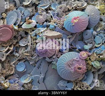 Cokkolithen. Rasterelektronenmikrographie (REM) von Coccolithen aus Coccolithophores. Coccolithophore-Algenorganismen sind kalkhaltiges Phytoplankton und sind von einem Skelett (Kokkosphäre) aus Kalziumcarbonatplatten (Kokkolithen, hier dargestellt) umgeben. Wenn der Organismus stirbt, trennen sich diese Platten und sinken auf den Meeresboden. Einzelne Platten wurden in großer Zahl gefunden und können den Hauptbestandteil eines bestimmten Gesteins bilden, wie die Kreide von England. Vergrößerung: 100 x beim Drucken in einer Breite von 10 Zentimetern. Stockfoto