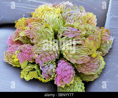 Synura-Goldbraunalge. Rasterelektronenmikroskopische Darstellung einer Kolonie. (SEM). Die Synuriden sind eine kleine Gruppe von goldbraunen Algen, die hauptsächlich im Süßwasser vorkommen. Sie sind mit Silikatschuppen und Wirbelsäulen bedeckt. Synura kommt als kugelförmige Kolonien vor. Je nach Position der Zelle treten mehrere Skalierungstypen auf. Vergrößerung: x1000, wenn 10 Zentimeter breit gedruckt. Stockfoto