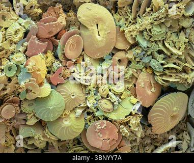 Cokkolithen. Rasterelektronenmikrographie (REM) von Coccolithen aus Coccolithophores. Coccolithophore-Algenorganismen sind kalkhaltiges Phytoplankton und sind von einem Skelett (Kokkosphäre) aus Kalziumcarbonatplatten (Kokkolithen, hier dargestellt) umgeben. Wenn der Organismus stirbt, trennen sich diese Platten und sinken auf den Meeresboden. Einzelne Platten wurden in großer Zahl gefunden und können den Hauptbestandteil eines bestimmten Gesteins bilden, wie die Kreide von England. Vergrößerung: 100 x beim Drucken in einer Breite von 10 Zentimetern. Stockfoto