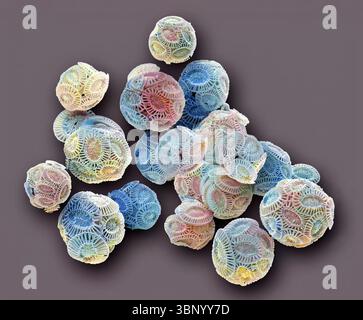 Coccolithophores. Rasterelektronenmikrographie (REM) von Coccolithophores (Emiliana huxleyi). Coccolithophore-Algenorganismen sind kalkhaltiges Phytoplankton und sind von einem Skelett (Kokkosphäre) aus Kalziumcarbonatplatten umgeben. Wenn der Organismus stirbt, trennen sich diese Platten und sinken auf den Meeresboden. Einzelne Platten wurden in großer Zahl gefunden und können den Hauptbestandteil eines bestimmten Gesteins bilden, wie die Kreide von England. Vergrößerung: x200, wenn 10 Zentimeter breit gedruckt werden. Stockfoto