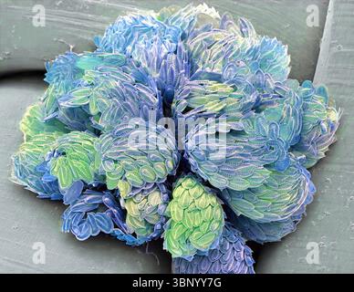 Synura-Goldbraunalge. Rasterelektronenmikroskopische Darstellung einer Kolonie. (SEM). Die Synuriden sind eine kleine Gruppe von goldbraunen Algen, die hauptsächlich im Süßwasser vorkommen. Sie sind mit Silikatschuppen und Wirbelsäulen bedeckt. Synura kommt als kugelförmige Kolonien vor. Je nach Position der Zelle treten mehrere Skalierungstypen auf. Vergrößerung: x1000, wenn 10 Zentimeter breit gedruckt. Stockfoto