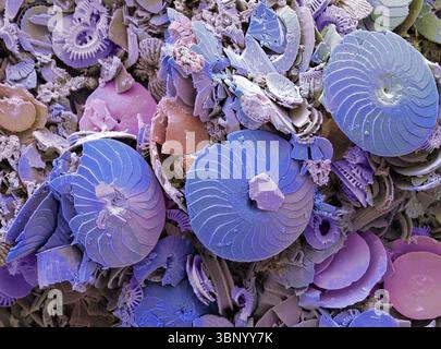 Cokkolithen. Rasterelektronenmikrographie (REM) von Coccolithen aus Coccolithophores. Coccolithophore-Algenorganismen sind kalkhaltiges Phytoplankton und sind von einem Skelett (Kokkosphäre) aus Kalziumcarbonatplatten (Kokkolithen, hier dargestellt) umgeben. Wenn der Organismus stirbt, trennen sich diese Platten und sinken auf den Meeresboden. Einzelne Platten wurden in großer Zahl gefunden und können den Hauptbestandteil eines bestimmten Gesteins bilden, wie die Kreide von England. Vergrößerung: 100 x beim Drucken in einer Breite von 10 Zentimetern. Stockfoto