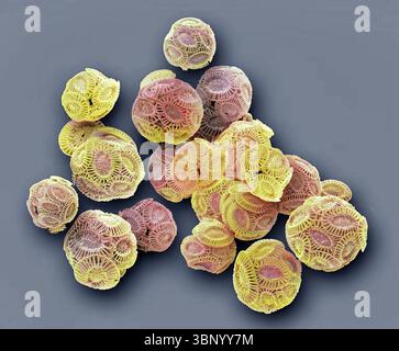 Coccolithophores. Rasterelektronenmikrographie (REM) von Coccolithophores (Emiliana huxleyi). Coccolithophore-Algenorganismen sind kalkhaltiges Phytoplankton und sind von einem Skelett (Kokkosphäre) aus Kalziumcarbonatplatten umgeben. Wenn der Organismus stirbt, trennen sich diese Platten und sinken auf den Meeresboden. Einzelne Platten wurden in großer Zahl gefunden und können den Hauptbestandteil eines bestimmten Gesteins bilden, wie die Kreide von England. Vergrößerung: x200, wenn 10 Zentimeter breit gedruckt werden. Stockfoto