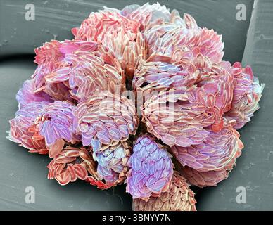 Synura-Goldbraunalge. Rasterelektronenmikroskopische Darstellung einer Kolonie. (SEM). Die Synuriden sind eine kleine Gruppe von goldbraunen Algen, die hauptsächlich im Süßwasser vorkommen. Sie sind mit Silikatschuppen und Wirbelsäulen bedeckt. Synura kommt als kugelförmige Kolonien vor. Je nach Position der Zelle treten mehrere Skalierungstypen auf. Vergrößerung: x1000, wenn 10 Zentimeter breit gedruckt. Stockfoto