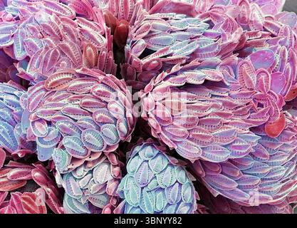 Synura-Goldbraunalge. Rasterelektronenmikroskopische Darstellung einer Kolonie. (SEM). Die Synuriden sind eine kleine Gruppe von goldbraunen Algen, die hauptsächlich im Süßwasser vorkommen. Sie sind mit Silikatschuppen und Wirbelsäulen bedeckt. Synura kommt als kugelförmige Kolonien vor. Je nach Position der Zelle treten mehrere Skalierungstypen auf. Vergrößerung: x2000, wenn 10 Zentimeter breit gedruckt. Stockfoto