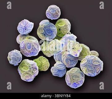 Coccolithophores. Rasterelektronenmikrographie (REM) von Coccolithophores (Emiliana huxleyi). Coccolithophore-Algenorganismen sind kalkhaltiges Phytoplankton und sind von einem Skelett (Kokkosphäre) aus Kalziumcarbonatplatten umgeben. Wenn der Organismus stirbt, trennen sich diese Platten und sinken auf den Meeresboden. Einzelne Platten wurden in großer Zahl gefunden und können den Hauptbestandteil eines bestimmten Gesteins bilden, wie die Kreide von England. Vergrößerung: x200, wenn 10 Zentimeter breit gedruckt werden. Stockfoto