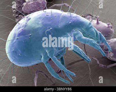 Staubmilbe. Farbige Rasterelektronenmikrographie (REM) einer Hausstaubmilbe (Dermatophagoides pteronyssinus). Millionen von Hausstaubmilben leben im Haus und ernähren sich von Hautzellen. Sie leben hauptsächlich in Möbeln und sind in der Regel harmlos. Ihre Exkremente und toten Körper können jedoch bei empfindlichen Personen allergische Reaktionen auslösen. Der Lebenszyklus der Hausstaubmilben vom Ei bis zum Erwachsenen dauert etwa einen Monat, reife weibliche Milben können ab 1-2 Eier pro Tag legen. Erwachsene Milben können bis zu zwei Monate leben. Vergrößerung: 30 x bei Druck mit einer Breite von 10 Zentimetern. Stockfoto