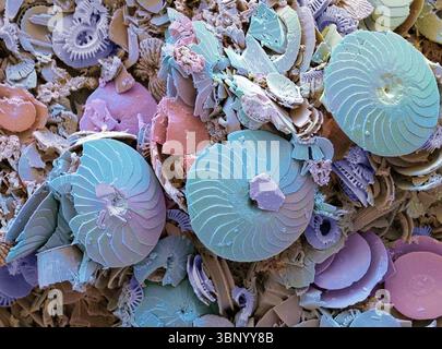 Cokkolithen. Rasterelektronenmikrographie (REM) von Coccolithen aus Coccolithophores. Coccolithophore-Algenorganismen sind kalkhaltiges Phytoplankton und sind von einem Skelett (Kokkosphäre) aus Kalziumcarbonatplatten (Kokkolithen, hier dargestellt) umgeben. Wenn der Organismus stirbt, trennen sich diese Platten und sinken auf den Meeresboden. Einzelne Platten wurden in großer Zahl gefunden und können den Hauptbestandteil eines bestimmten Gesteins bilden, wie die Kreide von England. Vergrößerung: 100 x beim Drucken in einer Breite von 10 Zentimetern. Stockfoto