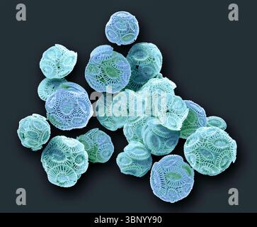 Coccolithophores. Rasterelektronenmikrographie (REM) von Coccolithophores (Emiliana huxleyi). Coccolithophore-Algenorganismen sind kalkhaltiges Phytoplankton und sind von einem Skelett (Kokkosphäre) aus Kalziumcarbonatplatten umgeben. Wenn der Organismus stirbt, trennen sich diese Platten und sinken auf den Meeresboden. Einzelne Platten wurden in großer Zahl gefunden und können den Hauptbestandteil eines bestimmten Gesteins bilden, wie die Kreide von England. Vergrößerung: x200, wenn 10 Zentimeter breit gedruckt werden. Stockfoto