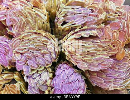 Synura-Goldbraunalge. Rasterelektronenmikroskopische Darstellung einer Kolonie. (SEM). Die Synuriden sind eine kleine Gruppe von goldbraunen Algen, die hauptsächlich im Süßwasser vorkommen. Sie sind mit Silikatschuppen und Wirbelsäulen bedeckt. Synura kommt als kugelförmige Kolonien vor. Je nach Position der Zelle treten mehrere Skalierungstypen auf. Vergrößerung: x2000, wenn 10 Zentimeter breit gedruckt. Stockfoto