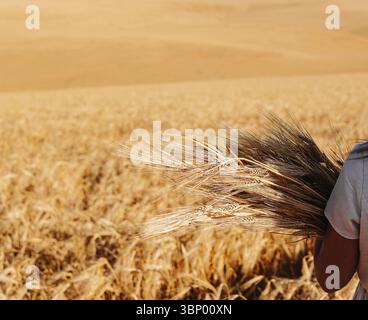 Essen Stillleben, Frau in weißem Kleid steht auf dem Feld mit Weizen Stockfoto