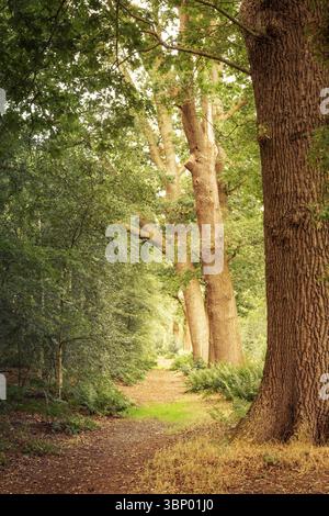 Vertikale Landschaft des Waldes entlang der großen alten Eiche Bäume in Herbstfarben Stockfoto