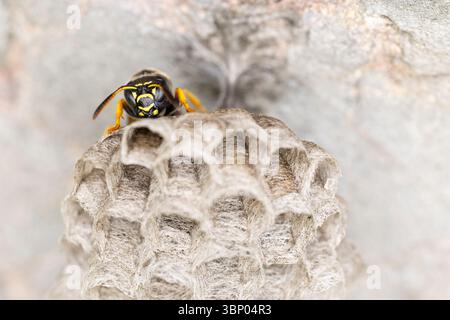 Polistes biglumis hat keinen englischen Namen, und der deutsche Name wird am besten in Bergwespe übertragen, die auf ihren Kämmen mit frisch aufgelegten Eiern sitzt Stockfoto