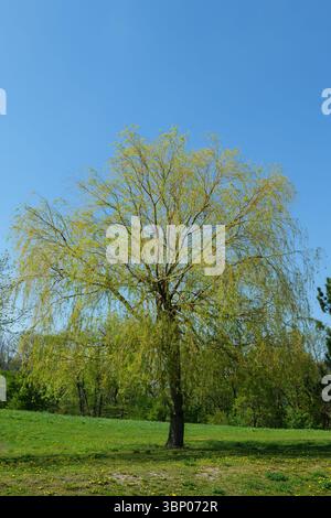 Weidenbaum im Frühling in Europa an einem sonnigen Tag Salix Alba Tristis Stockfoto