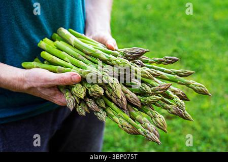Landwirt mit frisch gepflückten grünen Spargel hautnah Stockfoto