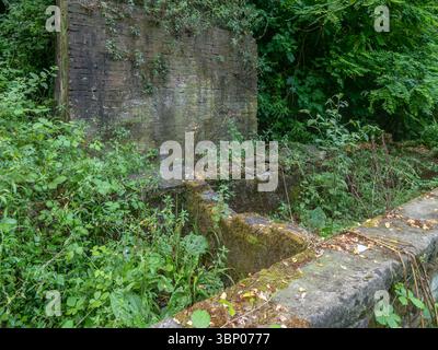Der antike Fonte dei Portonari in Fauglia, Pisa, Italien, fast vollständig von Vegetation bedeckt Stockfoto