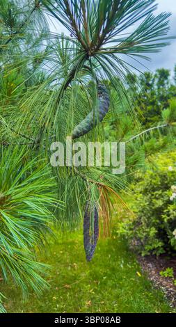 Stunning View of Pine Cones Hanging from Lush Green Pine Tree Branches in a Vibrant Outdoor Setting Surrounded by Lush Greenery and Colorful Flora Stockfoto