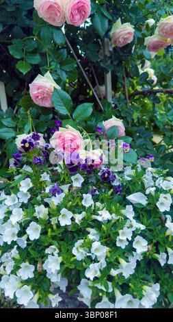 Atemberaubendes Blumenarrangement: Zarte rosa Rosen, leuchtende lila Stiefmütterchen und helle weiße Petunien, die eine üppige und lebendige Gartenausstellung für schaffen Stockfoto