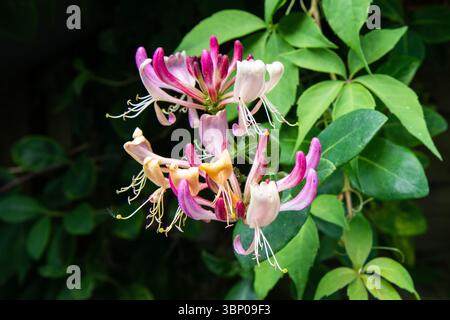 Nahaufnahme einer rosafarbenen und gelben Geißblatt-Blume in Blüte, umgeben von üppig grünem Laub, die bei natürlichem Tageslicht mit feinen Details erfasst wird Stockfoto